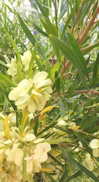 Hopseed bush